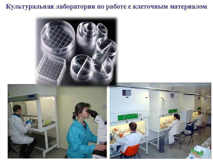 Культуральная лаборатории по работе с клеточным материалом 