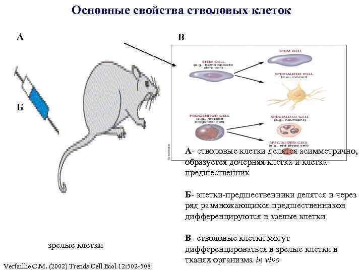 Основные свойства стволовых клеток А В Б А- стволовые клетки делятся асимметрично, образуется дочерняя