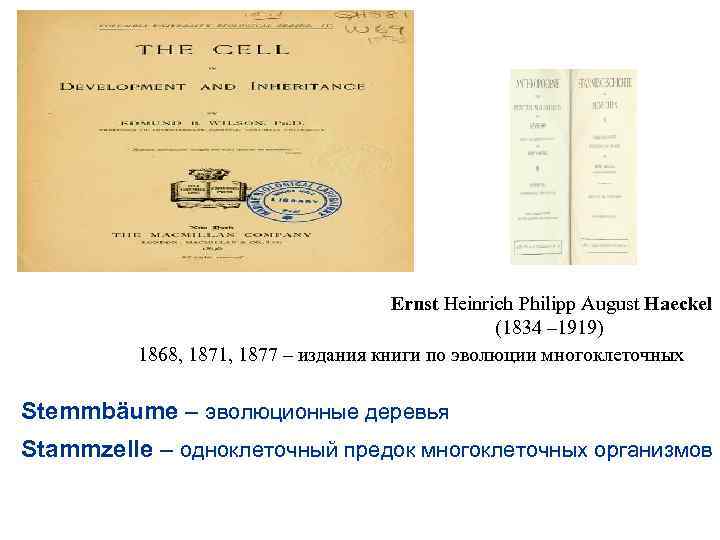 Ernst Heinrich Philipp August Haeckel (1834 – 1919) 1868, 1871, 1877 – издания книги