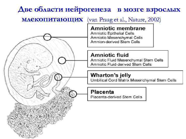  Две области нейрогенеза млекопитающих в мозге взрослых (van Praag et al. , Nature,