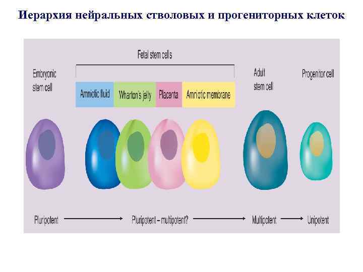 Иерархия нейральных стволовых и прогениторных клеток 