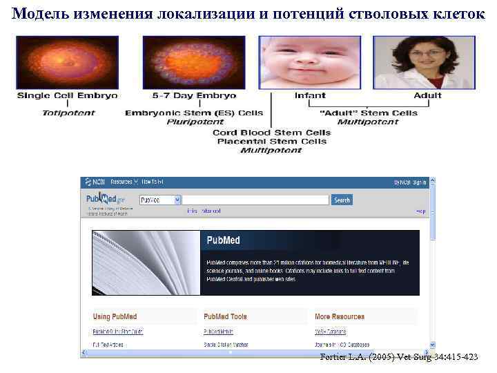 Модель изменения локализации и потенций стволовых клеток Fortier L. A. (2005) Vet Surg 34: