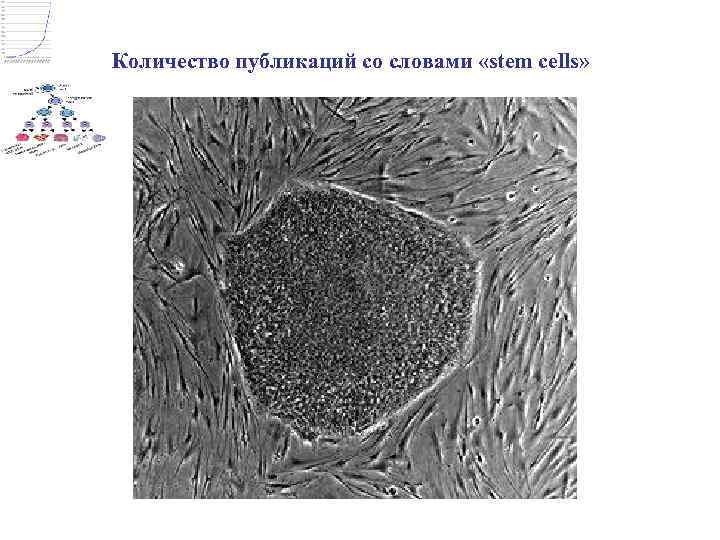 Количество публикаций со словами «stem cells» 