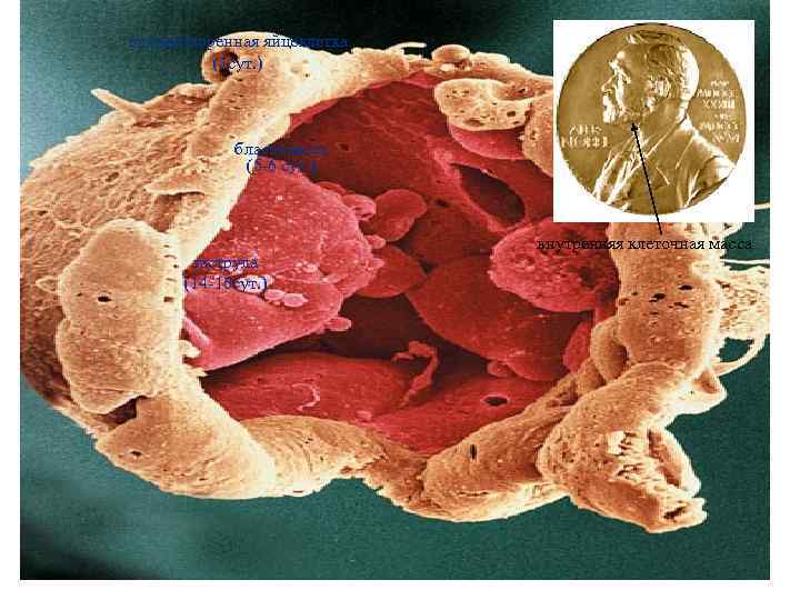 оплодотворенная яйцеклетка (1 сут. ) бластоциста (5 -6 сут. ) гаструла (14 -16 сут.