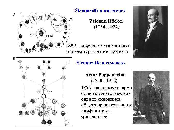 Stemmzelle и онтогенез Valentin Häcker (1864 -1927) 1892 – изучение «стволовых клеток» в развитии