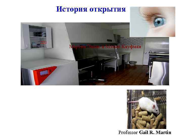 История открытия Мартин Эванс и Мэтью Кауфман Professor Gail R. Martin 