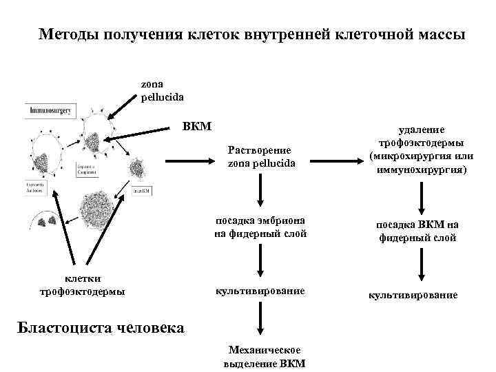 Методы получения клеток внутренней клеточной массы zona pellucida ВКМ Растворение zona pellucida посадка эмбриона