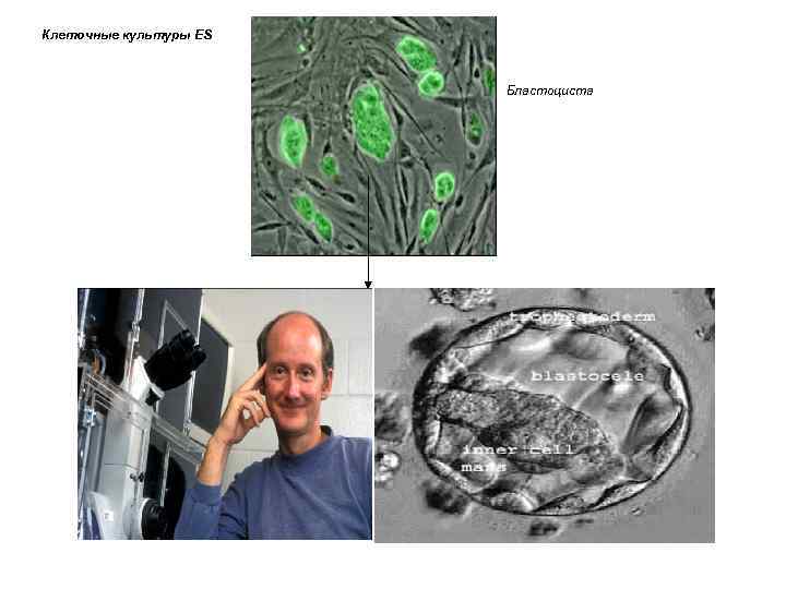 Клеточные культуры ES Бластоциста 