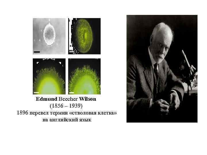 Edmund Beecher Wilson (1856 – 1939) 1896 перевел термин «стволовая клетка» на английский язык