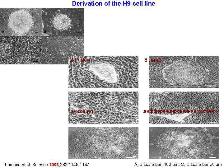 Derivation of the H 9 cell line 24 часа колония Thomson et al. Science