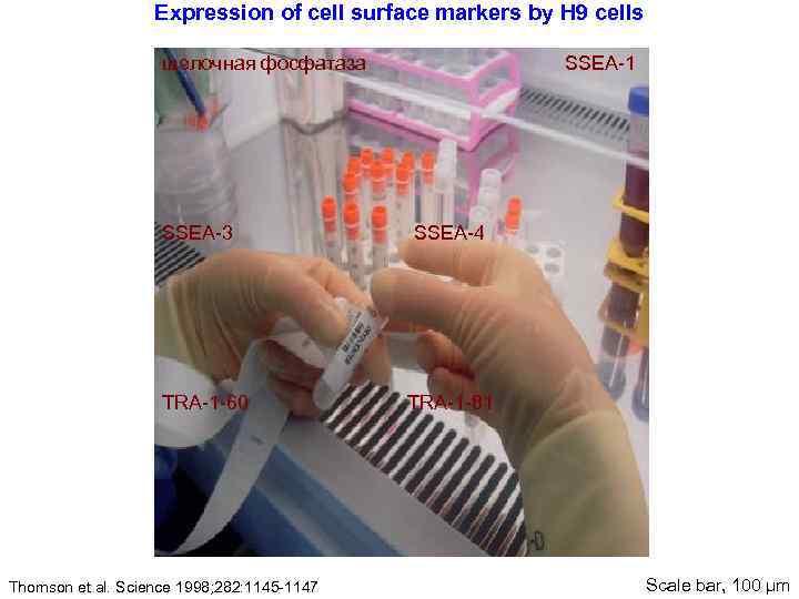 Expression of cell surface markers by H 9 cells щелочная фосфатаза SSEA-3 TRA-1 -60