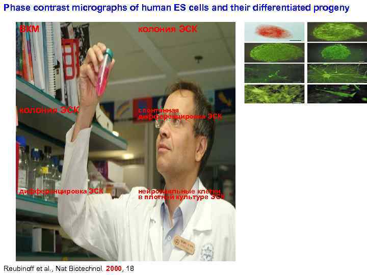 Phase contrast micrographs of human ES cells and their differentiated progeny ВКМ колония ЭСК