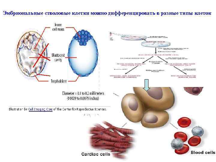 Эмбриональные стволовые клетки можно дифференцировать в разные типы клеток 