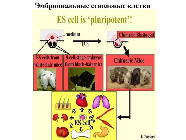 Эмбриональные стволовые клетки 