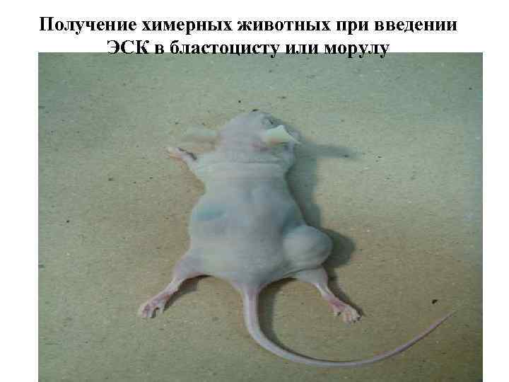 Получение химерных животных при введении ЭСК в бластоцисту или морулу 