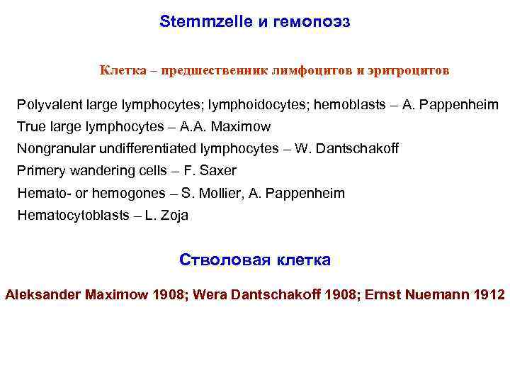 Stemmzelle и гемопоэз Клетка – предшественник лимфоцитов и эритроцитов Polyvalent large lymphocytes; lymphoidocytes; hemoblasts