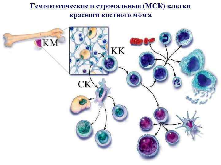 Гемопоэтические и стромальные (МСК) клетки красного костного мозга 