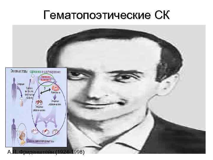 Гематопоэтические СК А. Я. Фриденштейн (1924 -1998) 