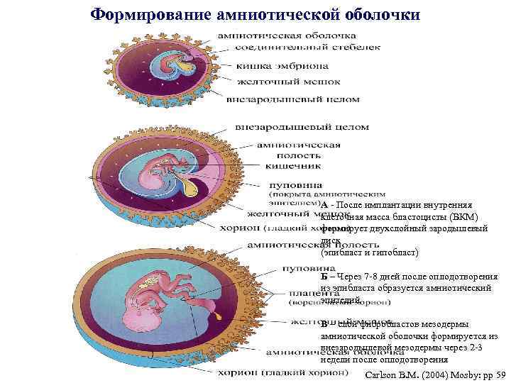 Формирование оболочек