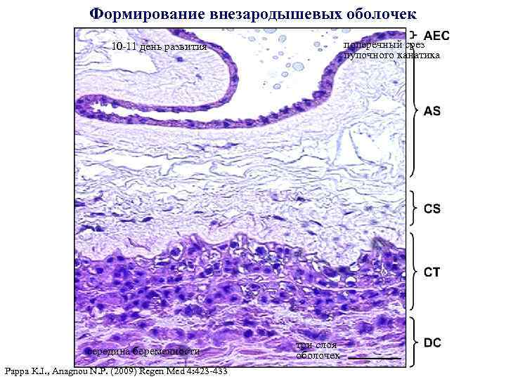 Формирование внезародышевых оболочек поперечный срез пупочного канатика 10 -11 день развития середина беременности Pappa