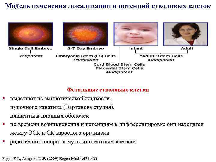 Модель изменения локализации и потенций стволовых клеток Фетальные стволовые клетки § выделяют из амниотической