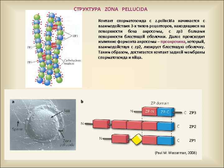 СТРУКТУРА ZONA PELLUCIDA Контакт сперматозоида с z. pellucida начинается с взаимодействия 3 -х типов