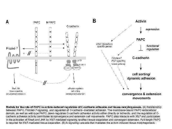 Models for the role of PAPC in activin-induced regulation of C-cadherin adhesion and tissue