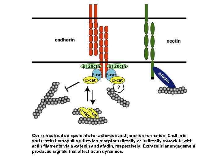 Core structural components for adhesion and junction formation. Cadherin and nectin homophilic adhesion receptors