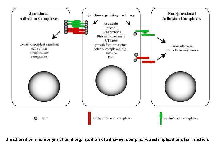 Junctional versus non-junctional organization of adhesive complexes and implications for function. 
