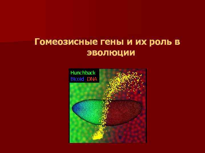 Гомеозисные гены и их роль в эволюции Hunchback Bicoid DNA 