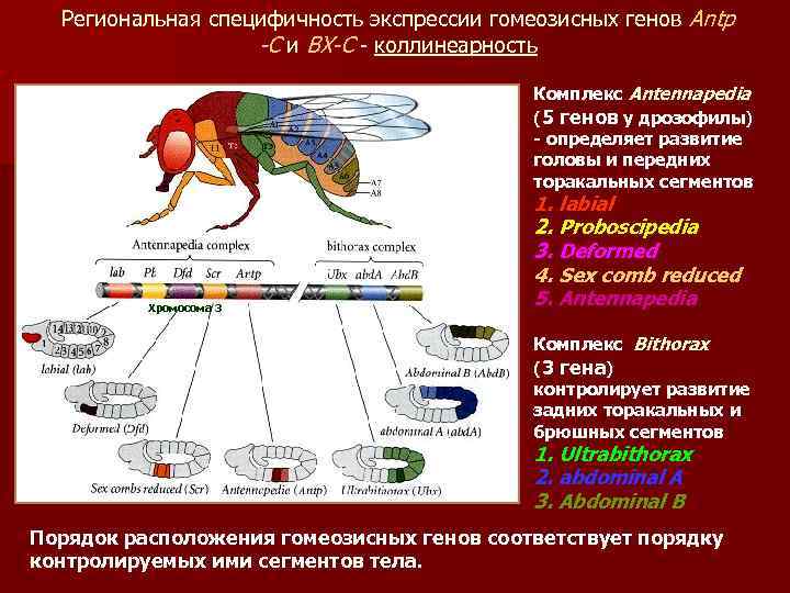 Региональная специфичность экспрессии гомеозисных генов Antp -C и BX-C - коллинеарность Комплекс Antennapedia (5