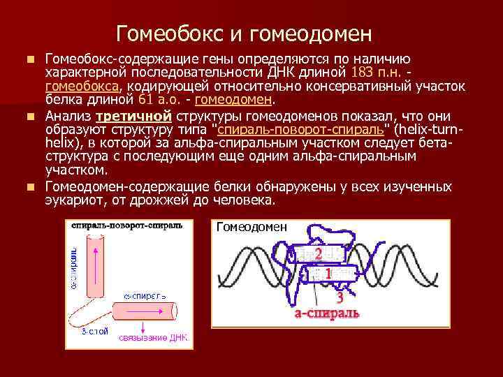 Гомеобокс и гомеодомен Гомеобокс-содержащие гены определяются по наличию характерной последовательности ДНК длиной 183 п.