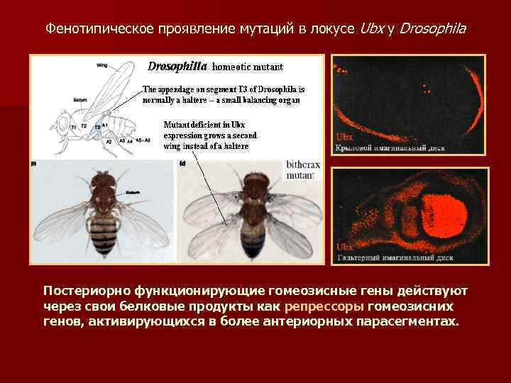 Фенотипическое проявление мутаций в локусе Ubx у Drosophila Постериорно функционирующие гомеозисные гены действуют через
