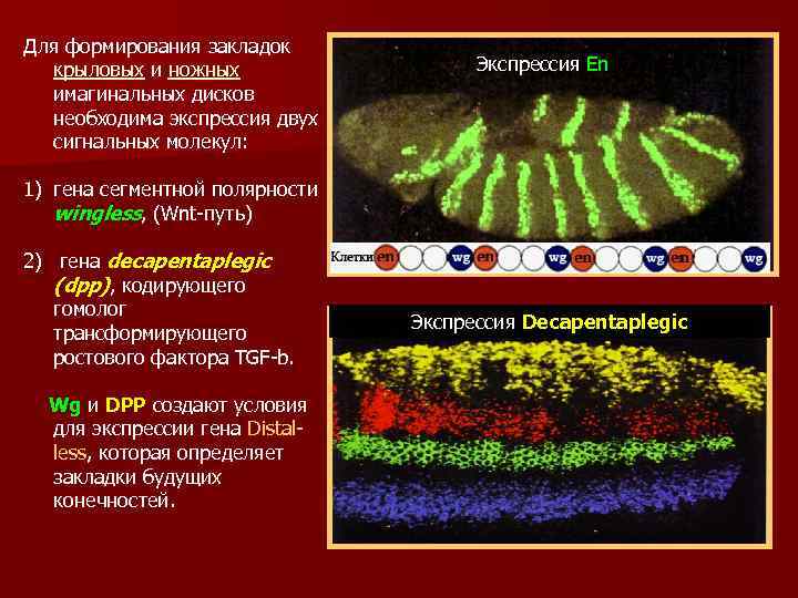 Для формирования закладок крыловых и ножных имагинальных дисков необходима экспрессия двух сигнальных молекул: 1)