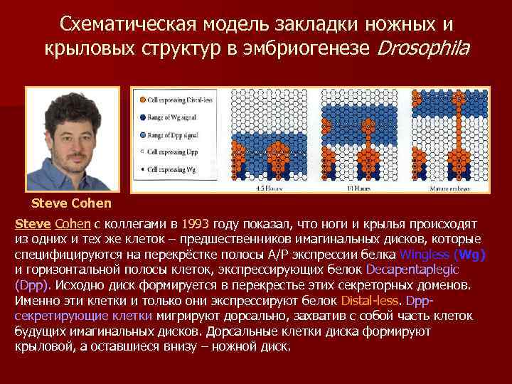 Схематическая модель закладки ножных и крыловых структур в эмбриогенезе Drosophila Steve Cohen с коллегами