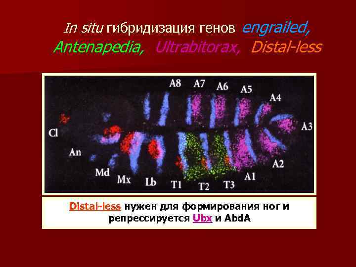 In situ гибридизация генов engrailed, Antenapedia, Ultrabitorax, Distal-less нужен для формирования ног и репрессируется