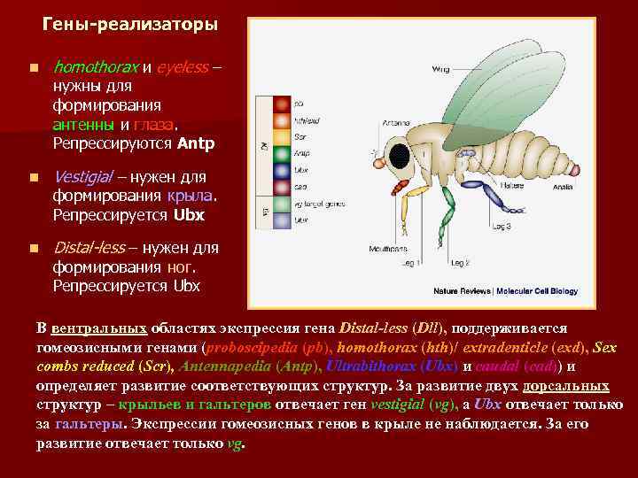 Гену ответь