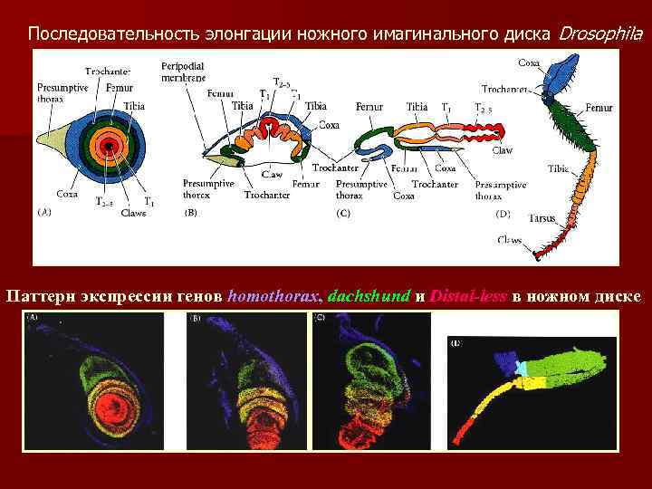 Последовательность элонгации ножного имагинального диска Drosophila Паттерн экспрессии генов homothorax, dachshund и Distal-less в