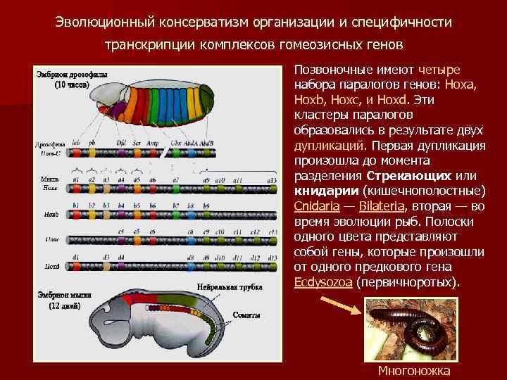 Эволюционный консерватизм организации и специфичности транскрипции комплексов гомеозисных генов Hoxb Позвоночные имеют четыре набора