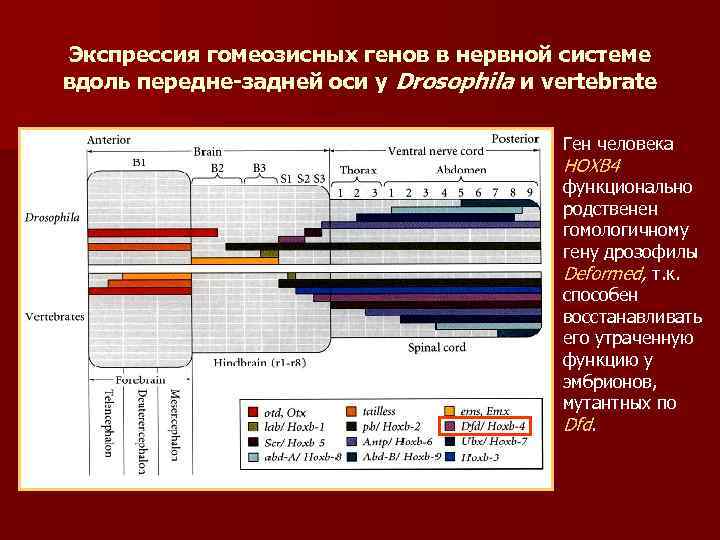 Экспрессия гомеозисных генов в нервной системе вдоль передне-задней оси у Drosophila и vertebrate Ген
