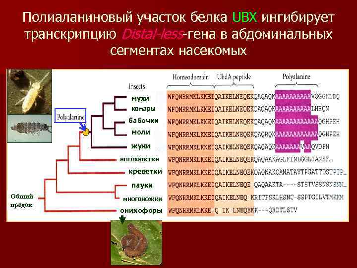 Полиаланиновый участок белка UBX ингибирует транскрипцию Distal-less-гена в абдоминальных сегментах насекомых мухи комары бабочки