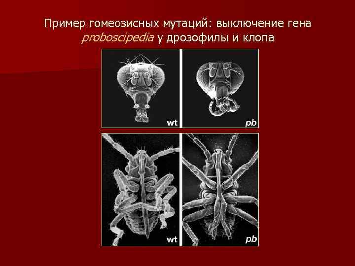 Пример гомеозисных мутаций: выключение гена proboscipedia у дрозофилы и клопа 