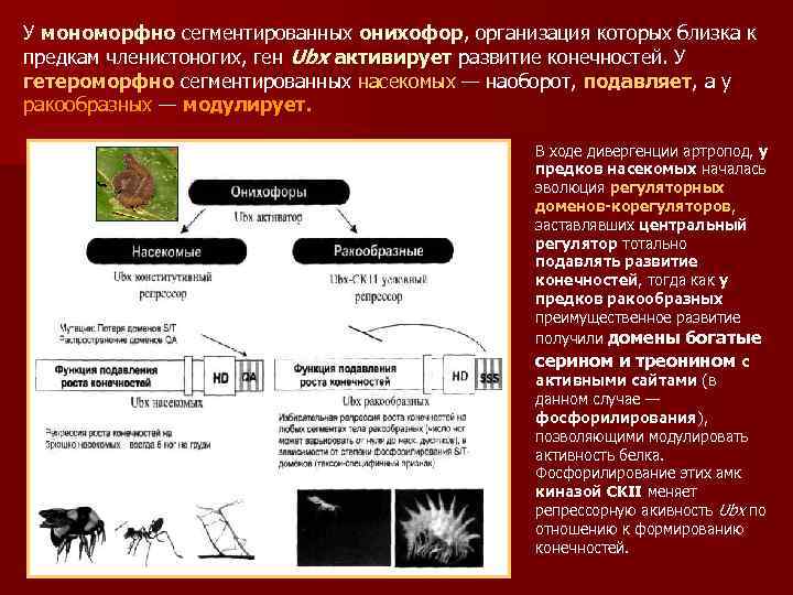 У мономорфно сегментированных онихофор, организация которых близка к предкам членистоногих, ген Ubx активирует развитие