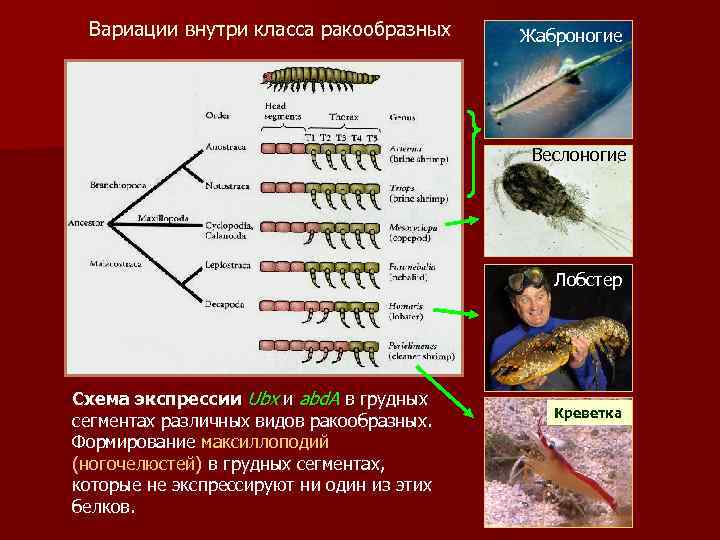 Вариации внутри класса ракообразных Жаброногие Веслоногие Лобстер Схема экспрессии Ubx и abd. A в