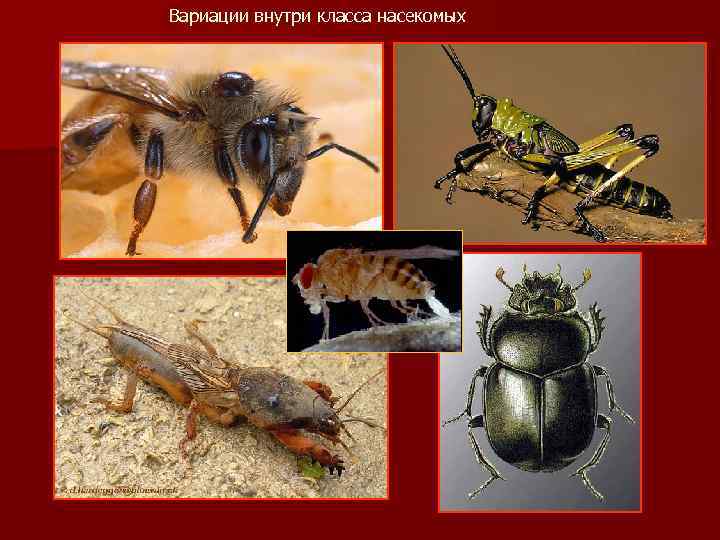 Вариации внутри класса насекомых 