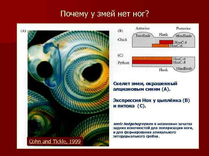 Почему у змей нет ног? Скелет змеи, окрашенный алциановым синим (А). Экспрессия Hox у