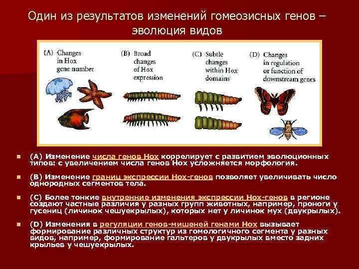 Один из результатов изменений гомеозисных генов – эволюция видов n (А) Изменение числа генов
