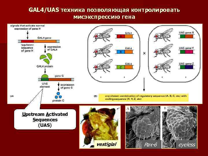 GAL 4/UAS техника позволяющая контролировать мисэкспрессию гена Upstream Activated Sequences (UAS) vestigial Pax-6 eyeless