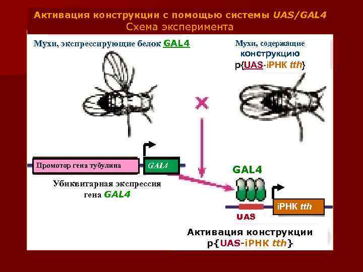 Активация конструкции с помощью системы UAS/GAL 4 Схема эксперимента Мухи, экспрессирующие белок GAL 4