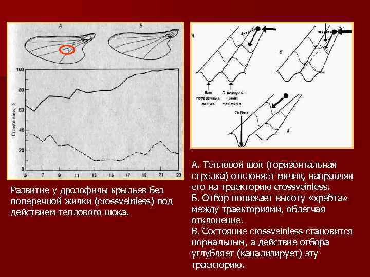 Развитие у дрозофилы крыльев без поперечной жилки (crossveinless) под действием теплового шока. А. Тепловой